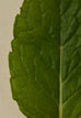 Sage Perfume Oil