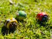 Wooden Pull Back Toy Animal