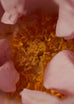 Souq Perfume Oil